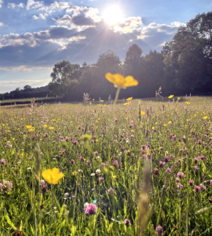 Countryside at the Cedars Ludlow